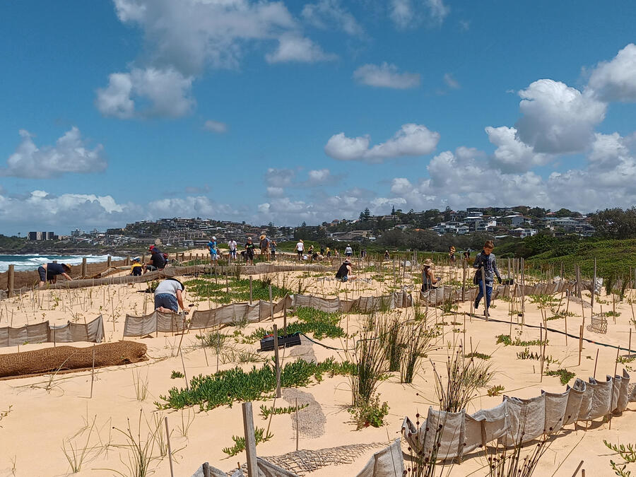 Sand Dunes Restoration Planting started with lots of protection from the wind