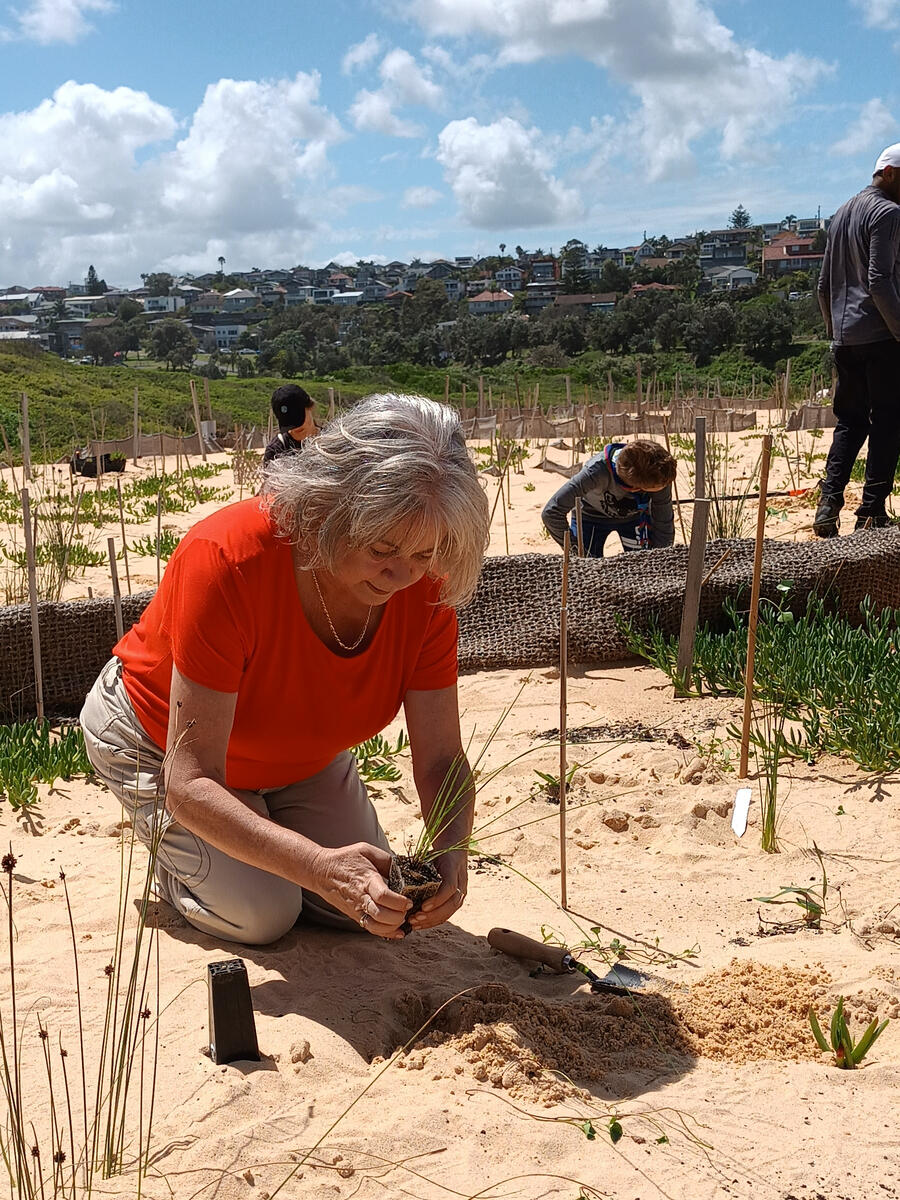 Sand Dunes Restoration Even the Mayor, Sue Heins joined in the fun