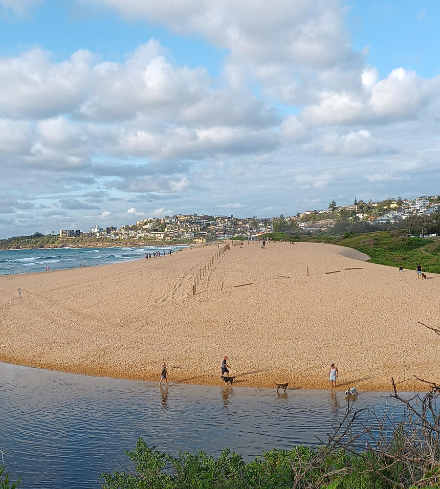 The Northern Dune with no plants Council have fenced the top of the dune ready for planting